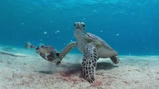 Dusk boat dive with Dive Friends Bonaire