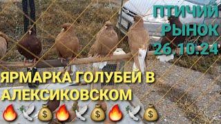 Ярмарка голубей в Алексиковском. Птичий рынок 26.10.24. Nikolaev pigeons. Bird Market. Pigeon Fair.