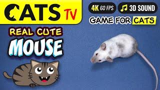 CAT TV - Catching Real Mouse  For cats to watch  4K 60FPS