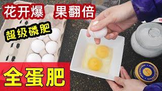 用整个鸡蛋做养花种菜的肥料效果意想不到  Whole egg as fertilizer for plants