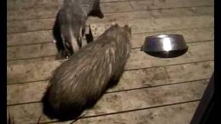 Badgers squabble over food.