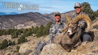 GIANT Nevada Desert Bighorn Sheep | AMAZING Shot!