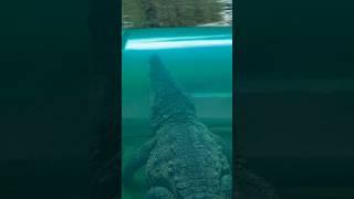 Would you get in this tunnel with a CROCODILE? #crocodile #animal #crazy #bassfishingproductions