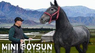 МИНИ БОЙСУН ТОЙИМНИ СОТАМАН.. BUNISI NIMA DEYSIZ TOYNI KOʻRING MINI BOYSUN..#otbozor #horse #rek