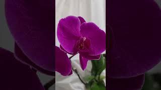 Орхидея. Открываем сезон. Домашнее цветение.Orchid. Opening the season. Home flowering.