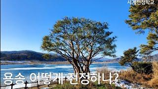 소나무 세력지 굵은가지 잘라내면?  #152사계전정학교  23 11 22