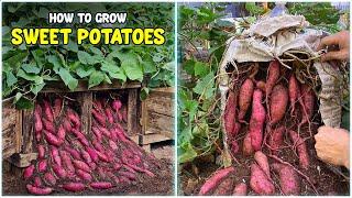 How To Grow Sweet Potatoes - The Complete Guide | Sweet Potato Farming