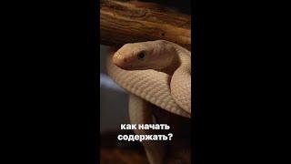 Что нужно для содержании ЗМЕИ?