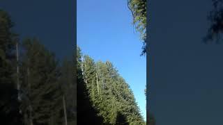 #AZOD~ #shahriar_azodi TRAVELING TO THE CAPITAL CITY OF MARIJUANA #diss#50cent