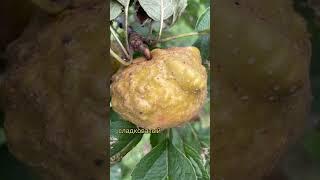 Самые удивительные сорта яблок #факты #интересно #новости