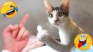 Funny Comedy Videos  2024  | Dogs Funny Videos | Cat  Dogs Funny Videos | Funny Cat and Dog Videos