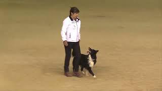 FCI World Championship Obedience 2023 – Wera Hahn / Tending Wonderful