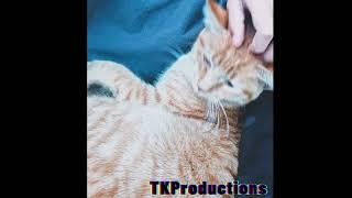 Tactical Kitty Official Audio