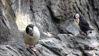 Papageientaucher im Oceanário de Lisboa