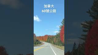 奧岡昆60號公路 #ivy88856 #楓葉紅了