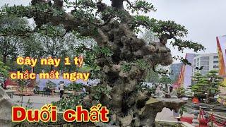 Cây Duối này 1 tỷ chắc là mất ngay..cây này làm tôi ấn tượng nhất về duối ở đây.