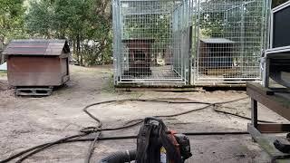 THOMPSON'S KENNEL AMERICAN  PITBULL TERRIER VS EVERYTHING ELSE RANT #1