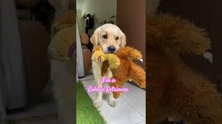 I’m not a Portuguese #timo #dog #goldenretriever #trending #shorts #short
