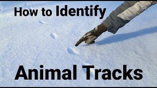 How to Identify Animal Tracks - Outdoor Creation Experiences