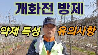 사과 개화전 방제 약제 특성 및 살포시 유의사항 (석회보르도액, 모스피란, 칼립소, 트리후민, 히든키, 세리펠 등)