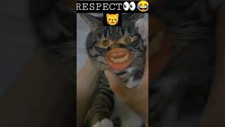 RESPECT #shorts  SHORTS VIDEO IN CAT / #farhan #farhansaeed #respect