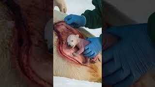 Near Death Pregnant Polar Bear’s Emergency C Section #shorts, #animatedshort #heartwarmingtale