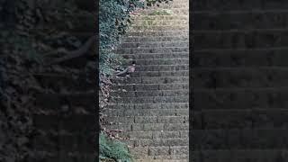기도중에  먄난 꿩