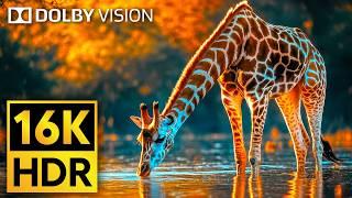 16K VIDEO ULTRA HD Dolby Vision HDR 120fps - Cutest Animals of The World #Wildlife #BGM