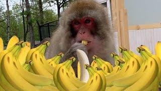 【癒し】ニホンザルのハナちゃんにバナナを与えてみた結果・・・Monkey eats banana !!