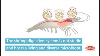 How Probiotics And Bioremediation Solutions Impact Shrimp Microbiota And Performance?