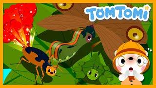 Unusual Insects | Unusual Series | Insect Song | Kids Song | TOMTOMI