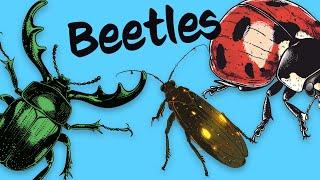 10 Beetles  Know them Love them