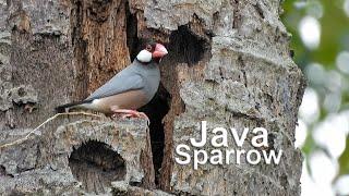 Java Sparrow (in 4K)