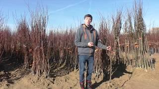 VERMEIDE diese Fehler! Die größten Fehler mit Obstbäumen im Hausgarten