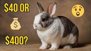 Mini Rex Rabbit Cost EXPLAINED! Total Price, Monthly Budget & Lifespan Guide