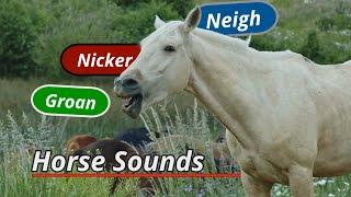 Horse sounds: neigh, groan, nicker and more...