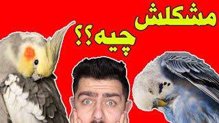 چرا طوطیم همش خودشو میخارونه؟؟ || بیماری و درمان ؟؟