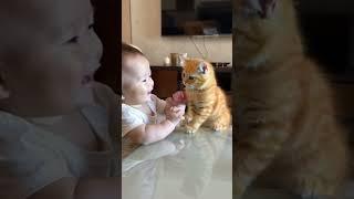 Little yellow cat playing with human baby