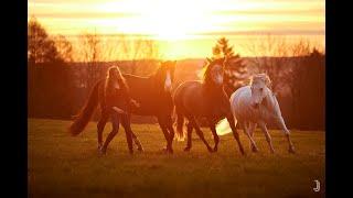 Malika Mayr - Liberty with three horses