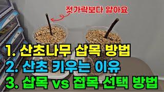 가시없는 산초나무 키우기 [1. 삽목]