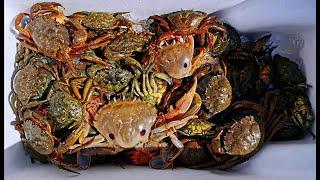 澳洲螃蟹泛滥，来一起抓螃蟹吧 Crabbing in Lakes Entrance