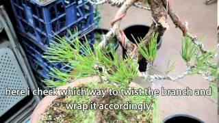 wiring japanese black pine branches