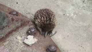 Echidna in Fort Nepean, Portsea 3/3