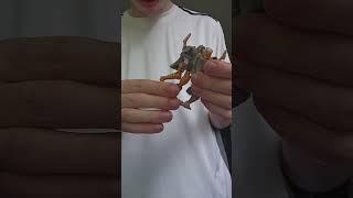 You’ve NEVER Seen Rattrap Transform This Fast! #transformers #shorts
