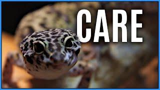 Leopard Gecko Care 2022