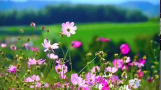 Flowers - Video Background HD 1080p