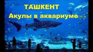 ТАШКЕНТ АКУЛЫ Magic City Aquarium