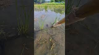 Omg! Big Fish Catching Skills. #fishing #viralfishing #viralvideoシ #catfish #shorts