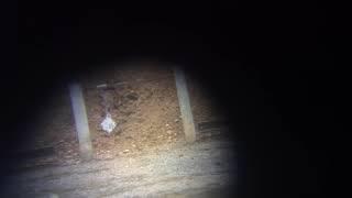 6 Dasher coyote gun