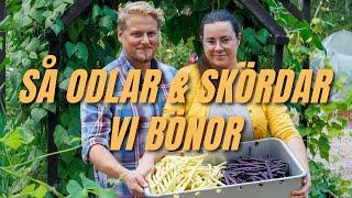 Från frö till burk: Odla och konservera dina egna brytbönor